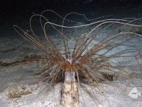 Banded Tube Anemone